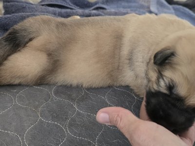 1000054127