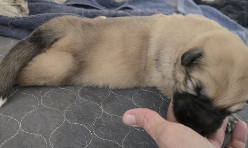 1000054127