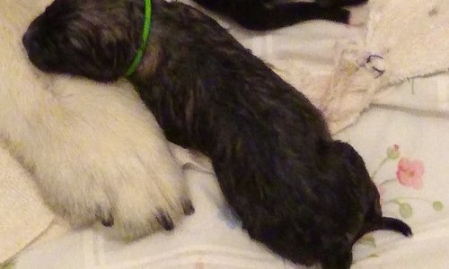 Leloo's 6th Puppy