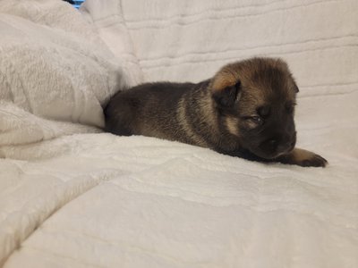 Red Collar Lori Pup 2.jpg