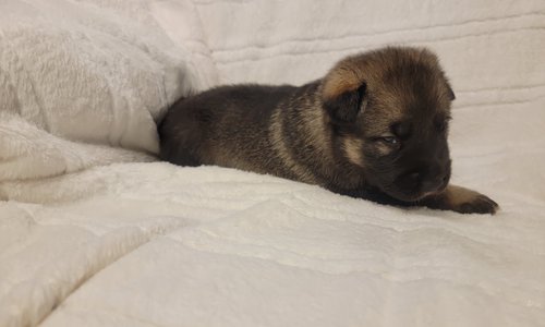 Red Collar Lori Pup 2.jpg