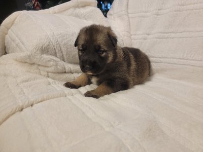 Red Collar Lori Pup.jpg