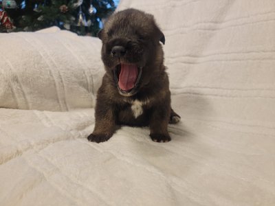 Black Collar Lori Pup.jpg