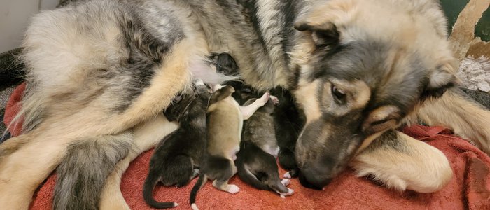 Neera and Tudor Litter