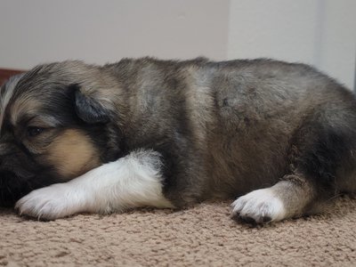 Handsome boy. 15 days old.