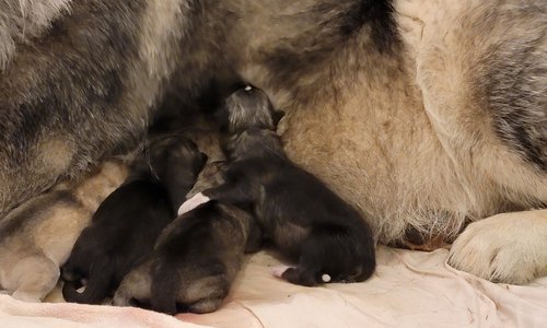 Leloo Puppies