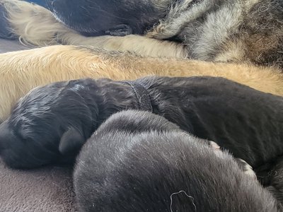 Alpines Black Collar