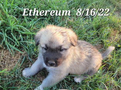 Ethereum 8/16/2022