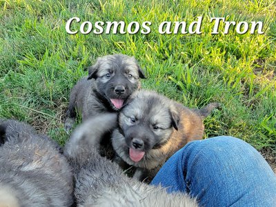 Cosmos and Troy