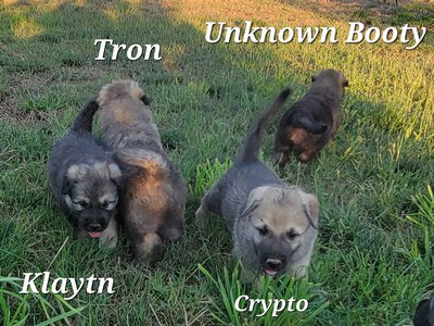 Tron Klaytn Crypto and Unknown Booty