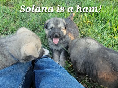 Solana is a ham!