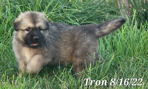 Tron 2022 Aug 16