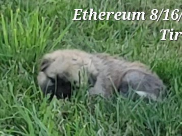 Ethereum Very Tired