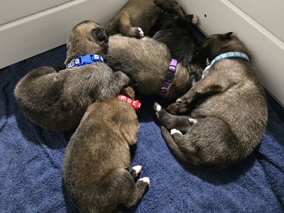 Banshee Litter 9 Days Old