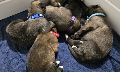 Banshee Litter 9 Days Old