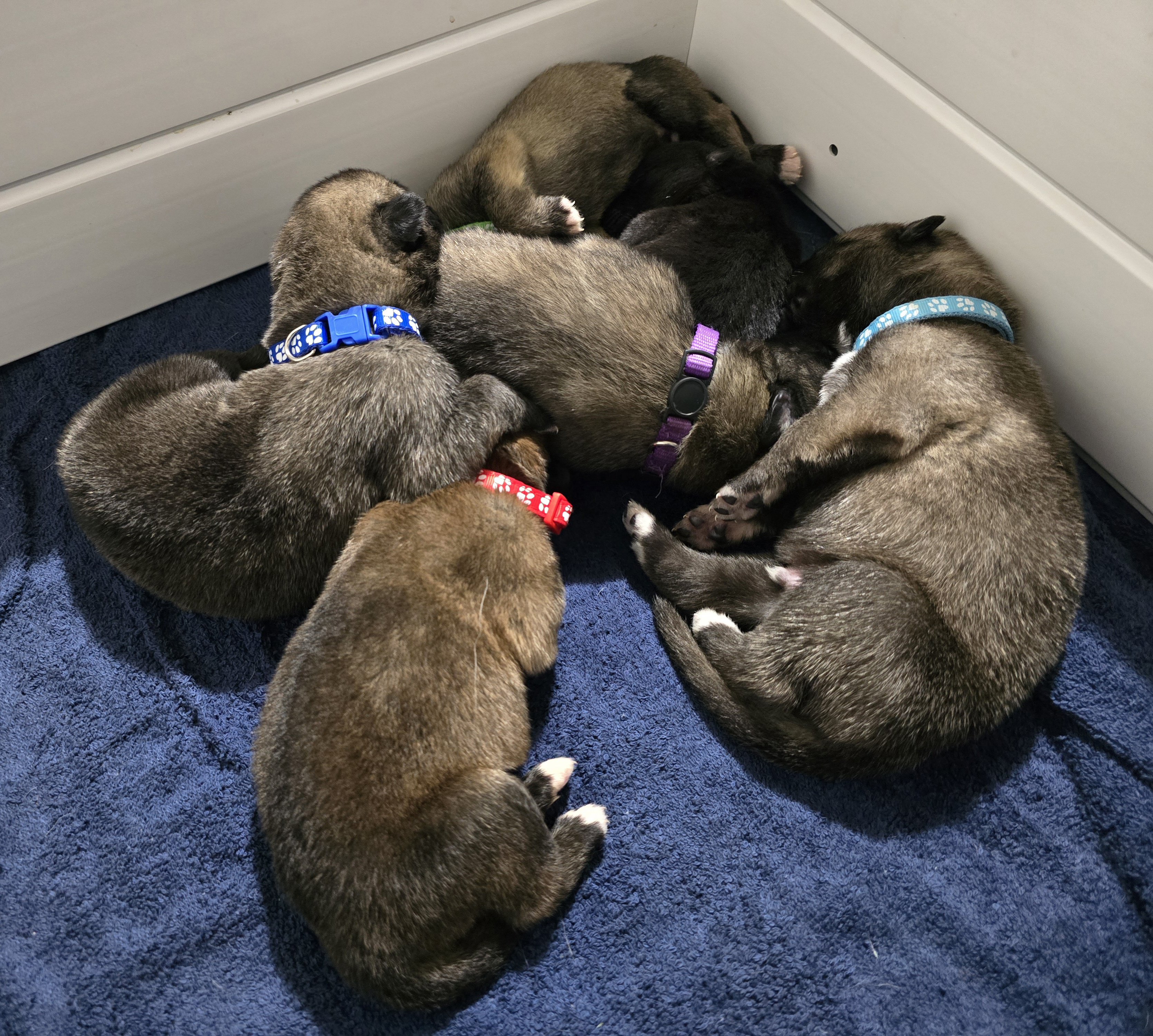 Banshee Litter 9 Days Old