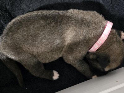 Pink Banshee Pup 9 Days Old