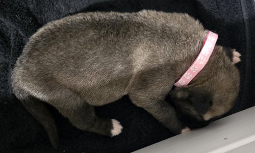 Pink Banshee Pup 9 Days Old