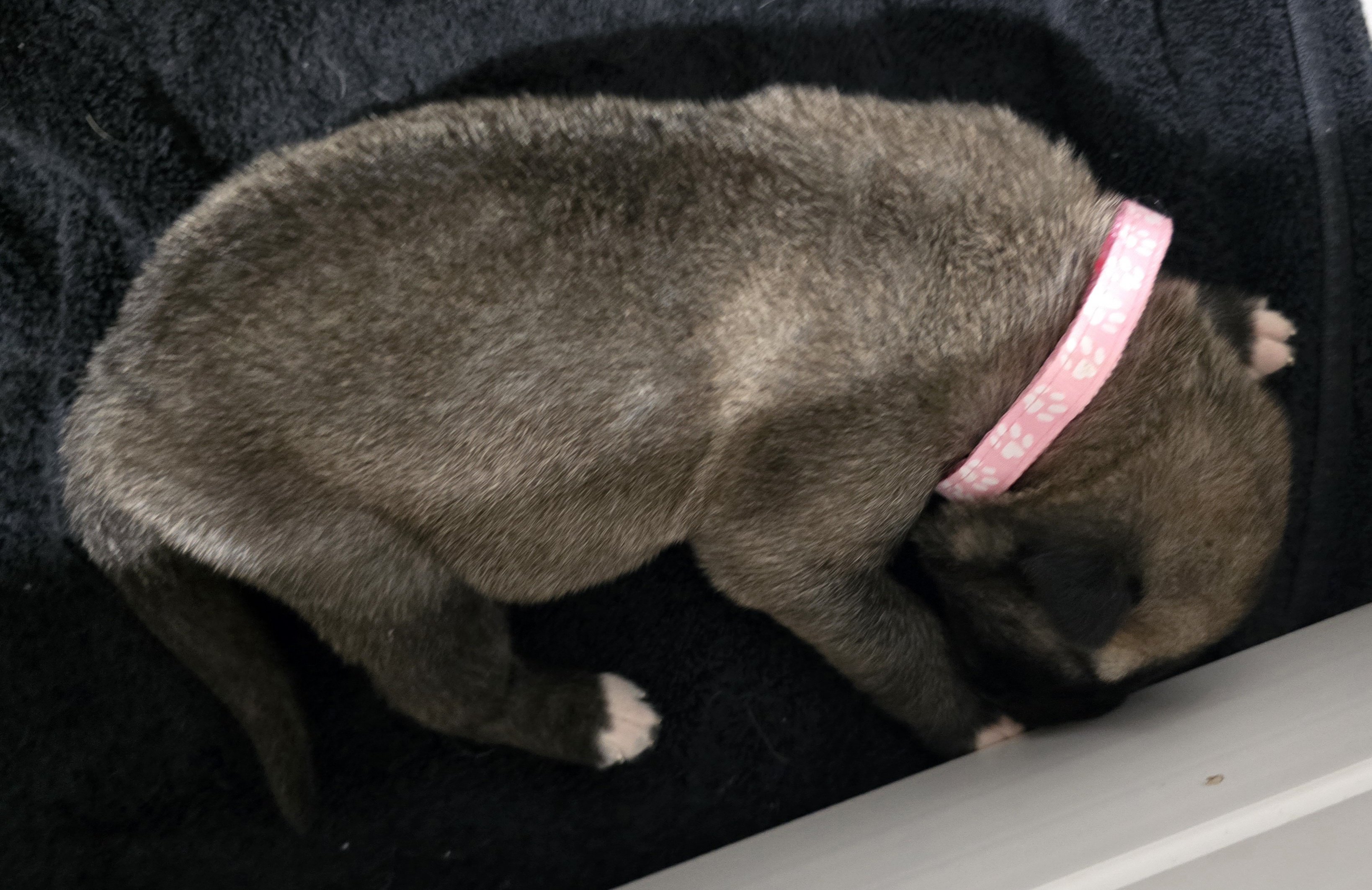 Pink Banshee Pup 9 Days Old