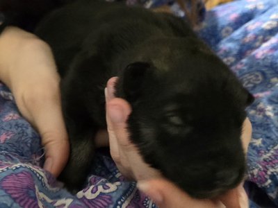 Moera's "Marauder" Von Lono 1