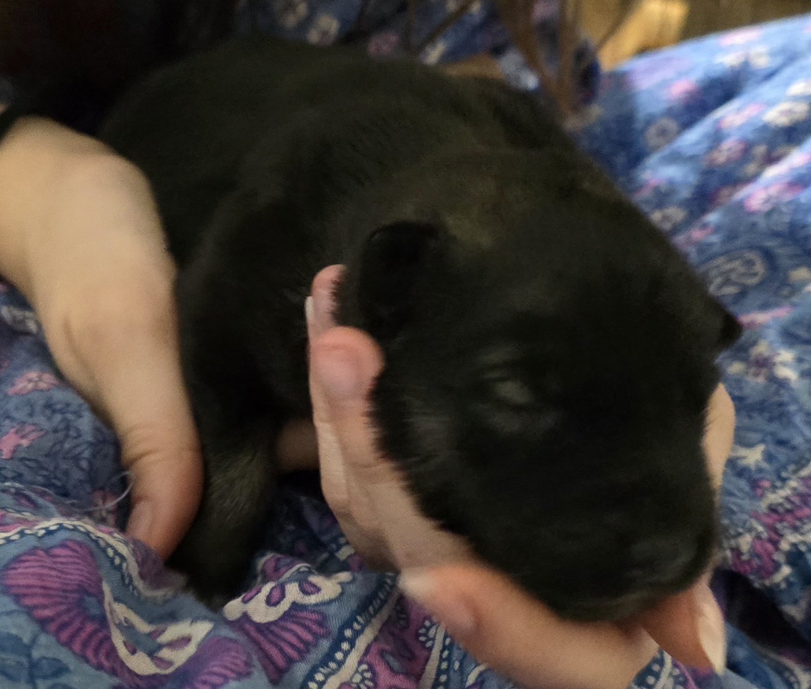 Moera's "Marauder" Von Lono 1