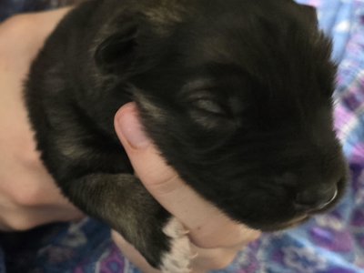 Moera's "Marauder" Von Lono 2