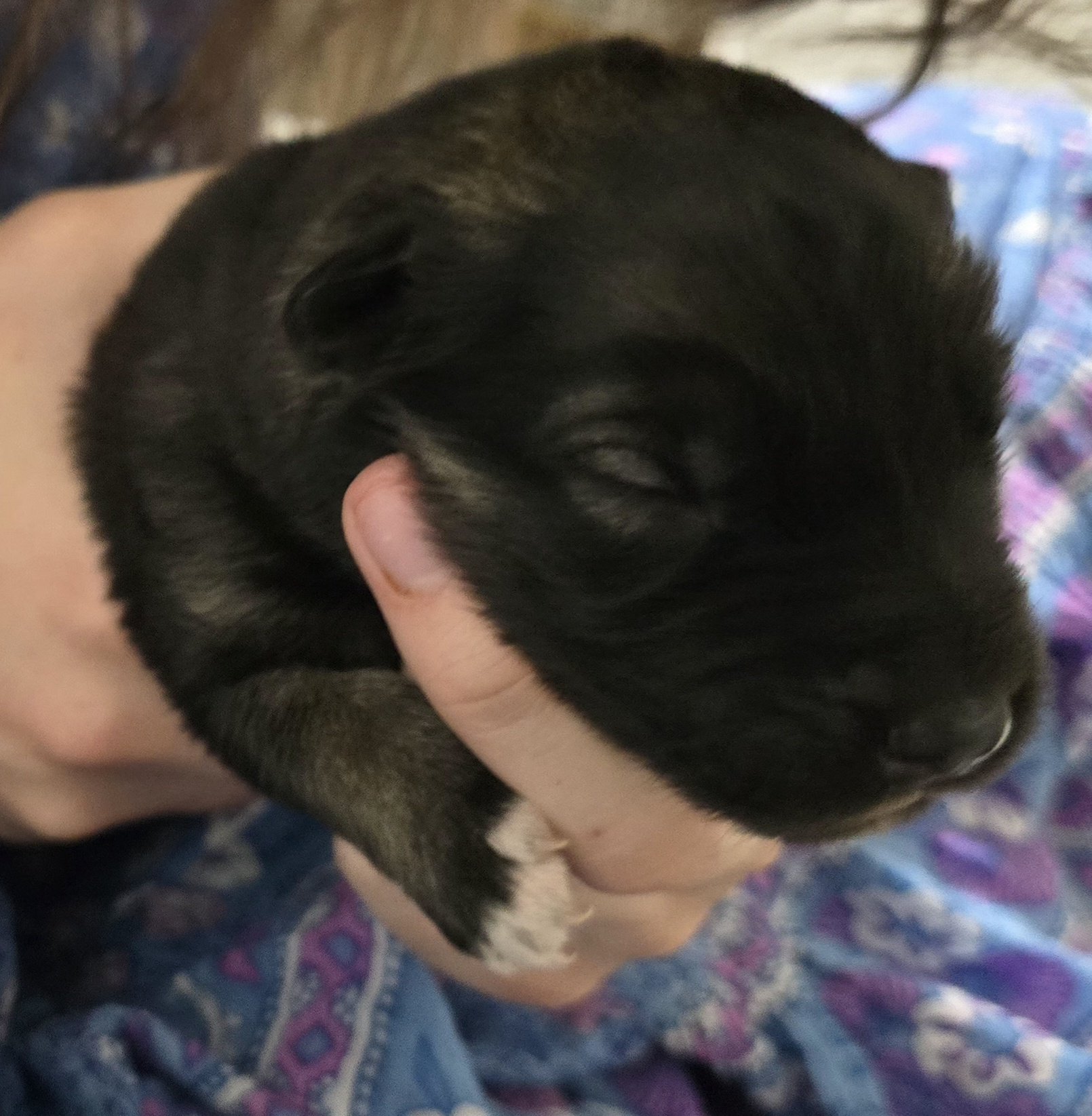 Moera's "Marauder" Von Lono 2