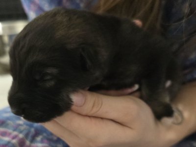 Moera's "Marauder" Von Lono 3