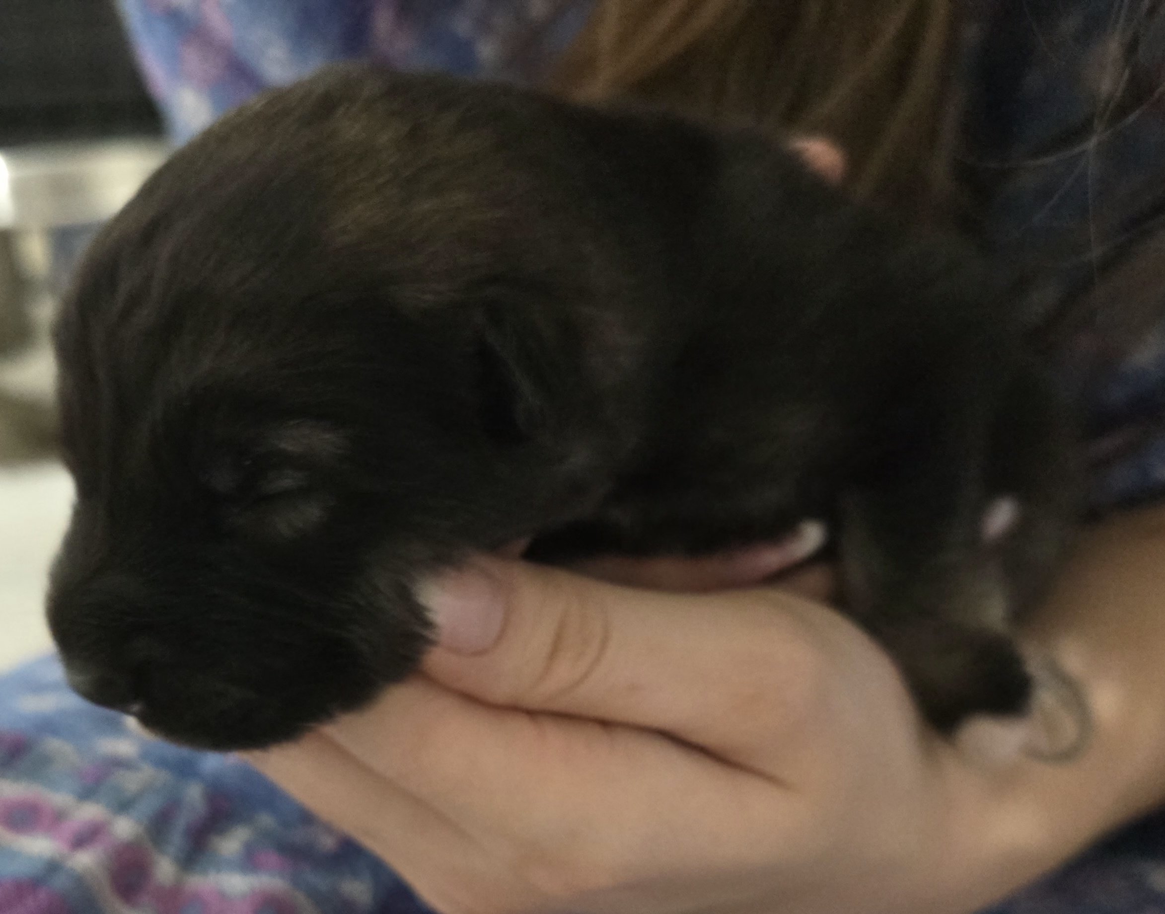 Moera's "Marauder" Von Lono 3