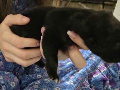 Moera'a "Mistral" Von Lono 1