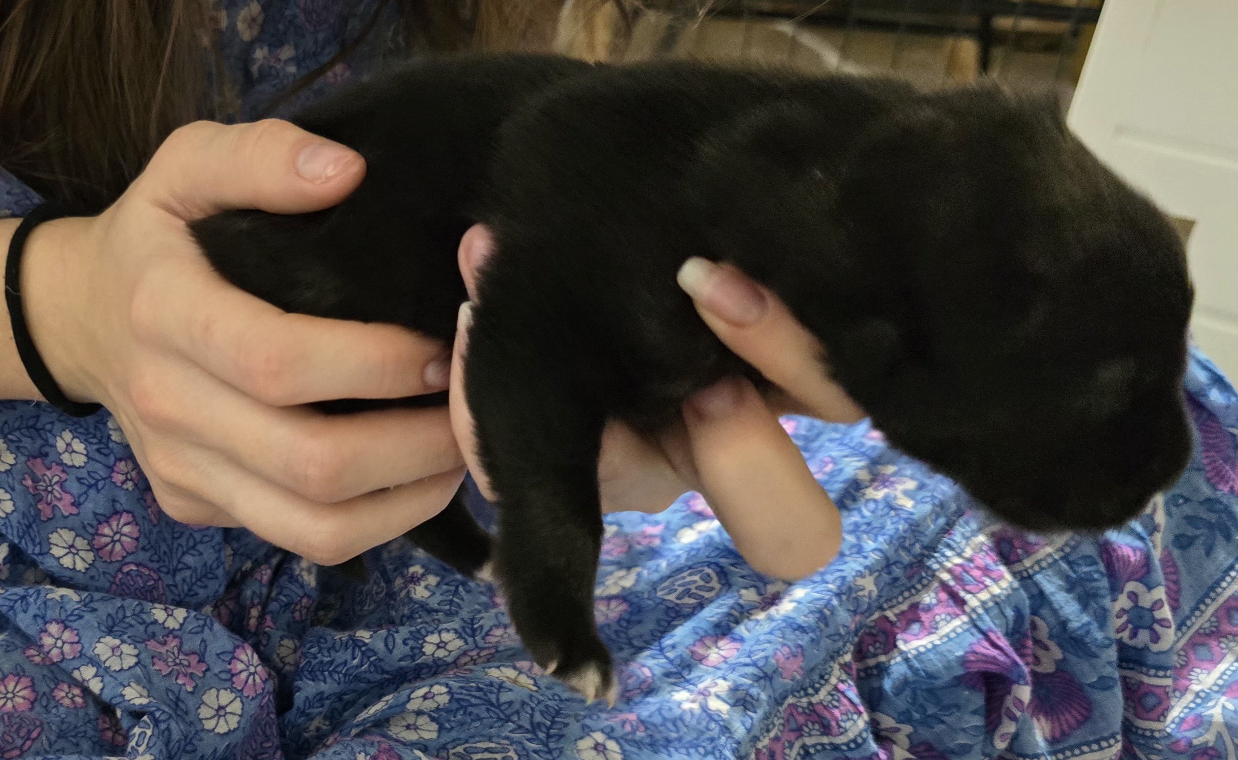 Moera'a "Mistral" Von Lono 1