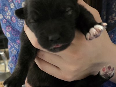 Moera'a "Mistral" Von Lono 2