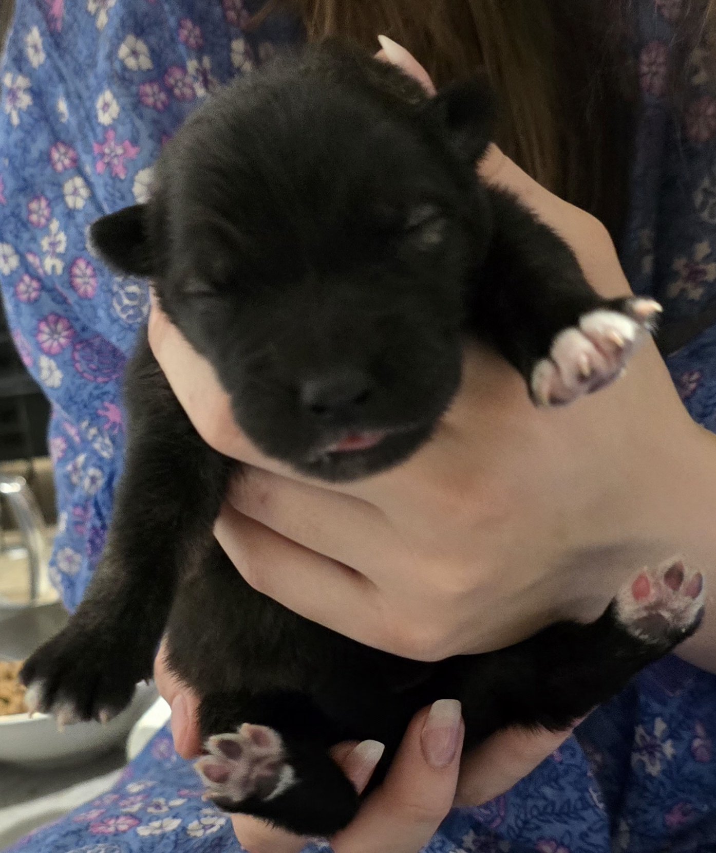 Moera'a "Mistral" Von Lono 2