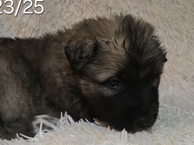 Banshee X Nappin Purple 1