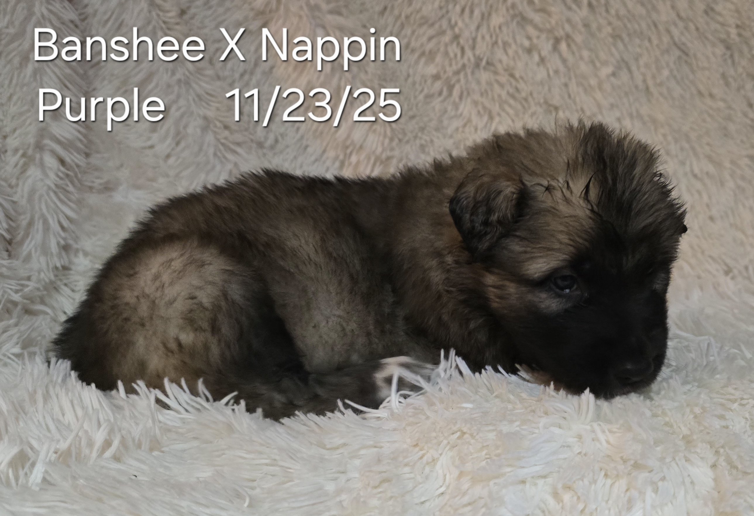 Banshee X Nappin Purple 1