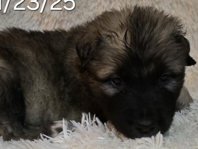 Banshee X Nappin Purple 2