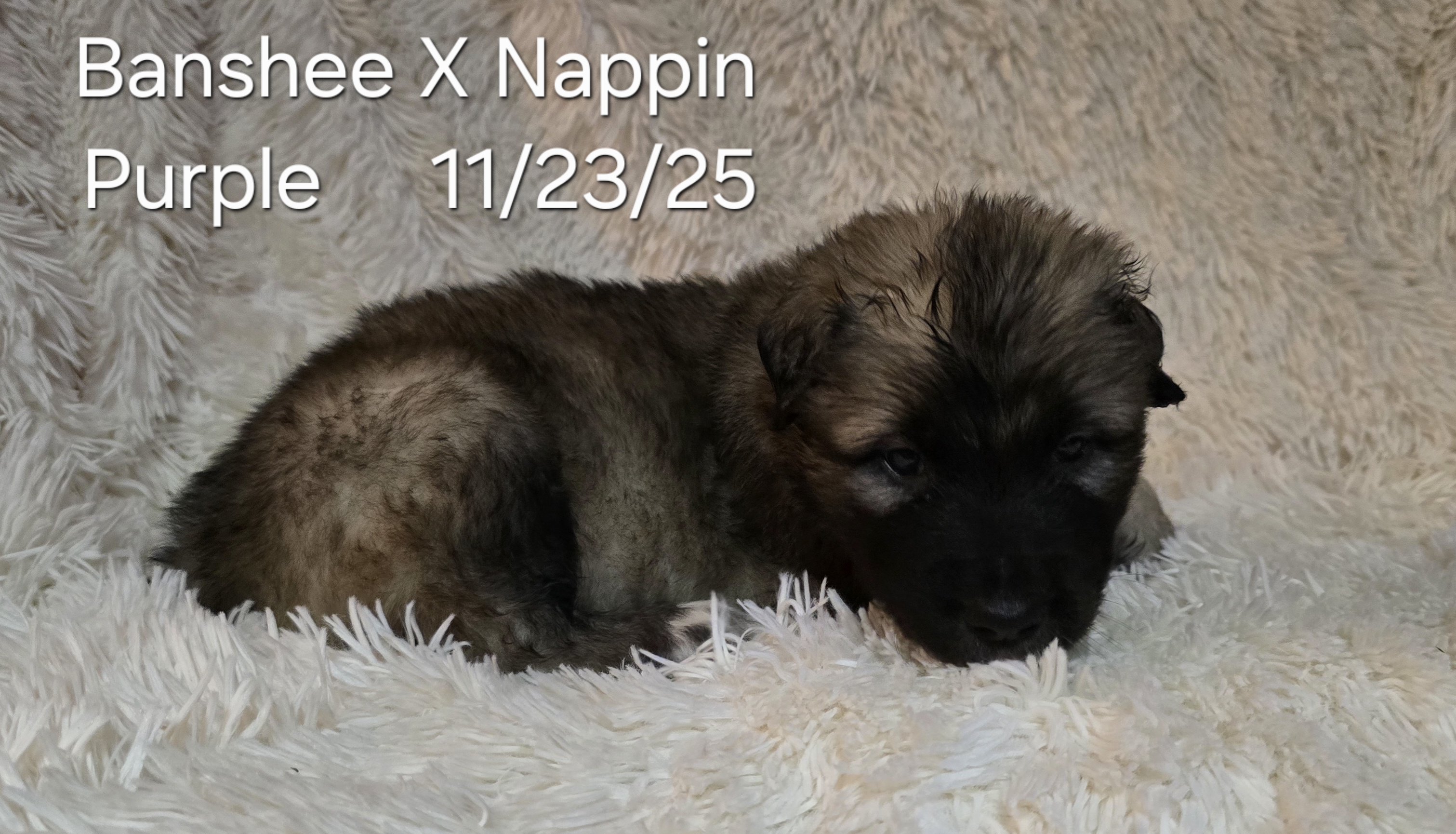 Banshee X Nappin Purple 2