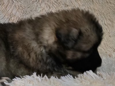 Banshee X Nappin Purple 3