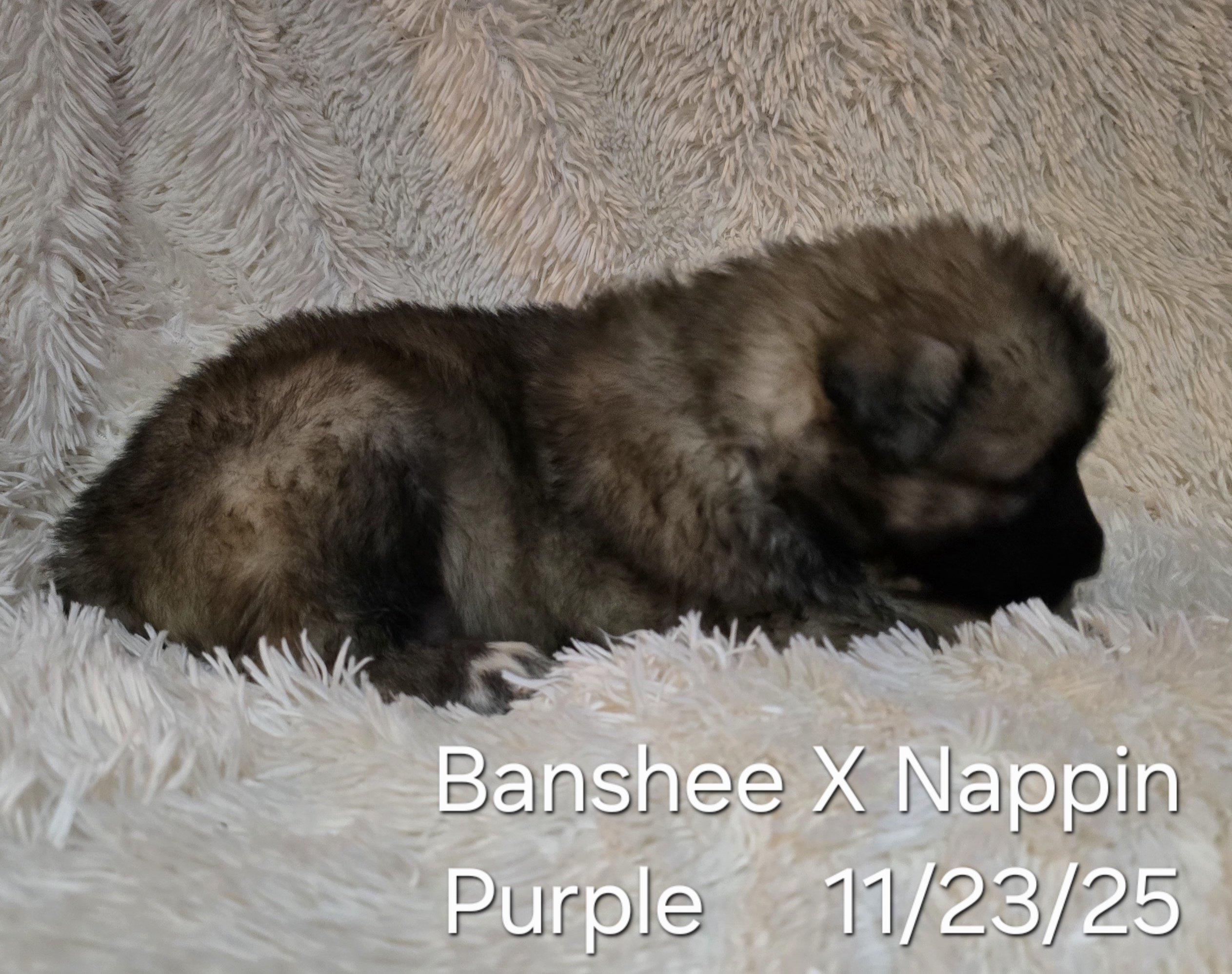 Banshee X Nappin Purple 3