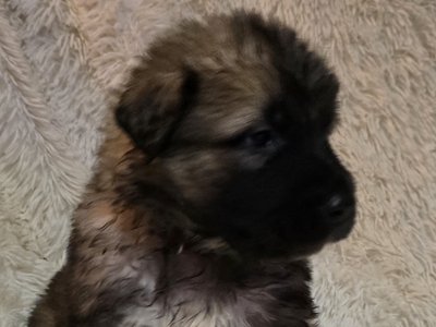 Banshee X Nappin Purple 4