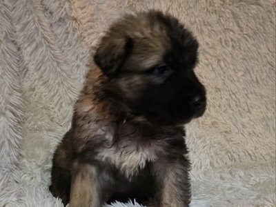 Banshee X Nappin Purple 4