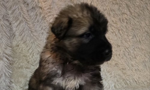 Banshee X Nappin Purple 4