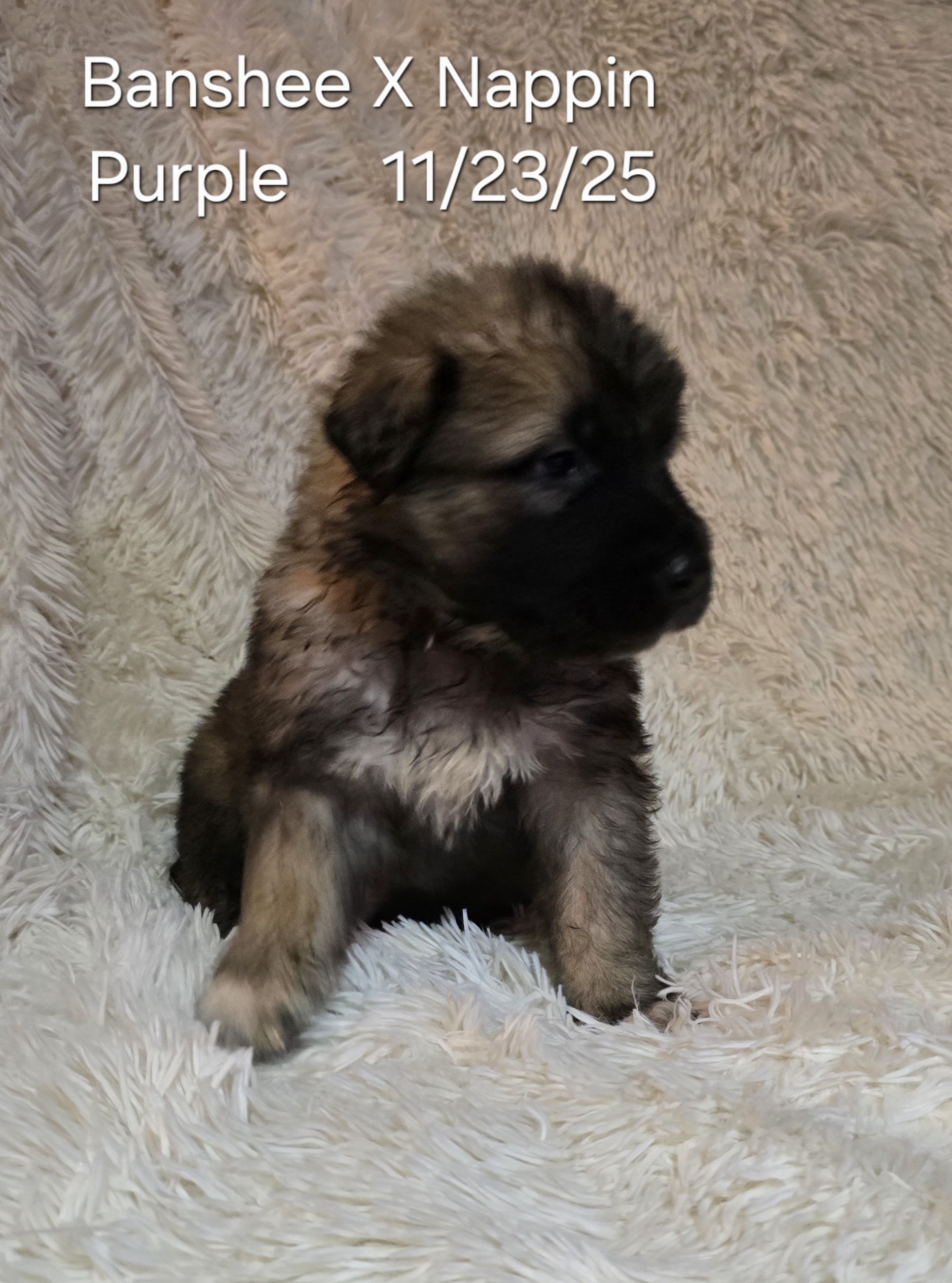 Banshee X Nappin Purple 4