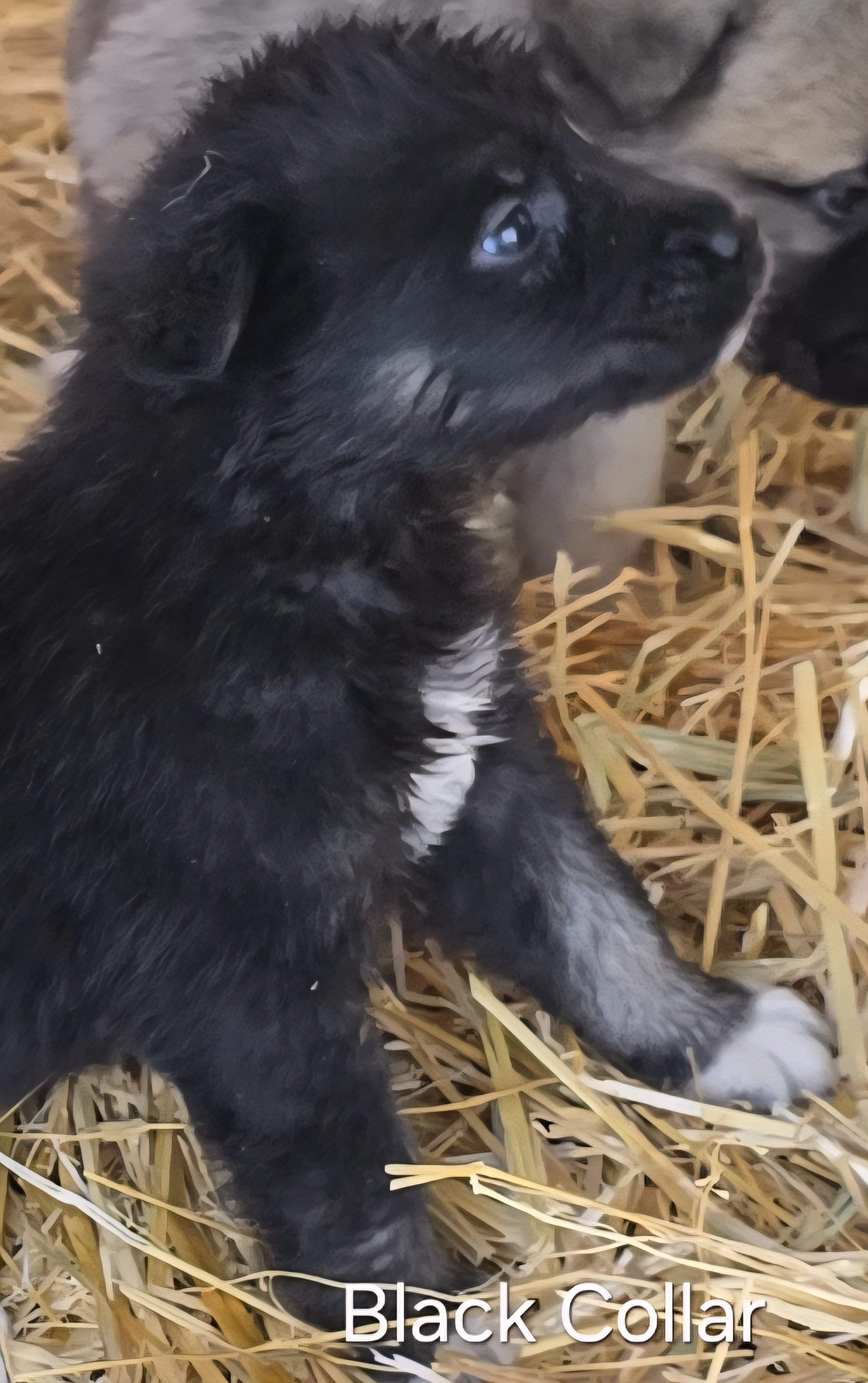 Black Collar