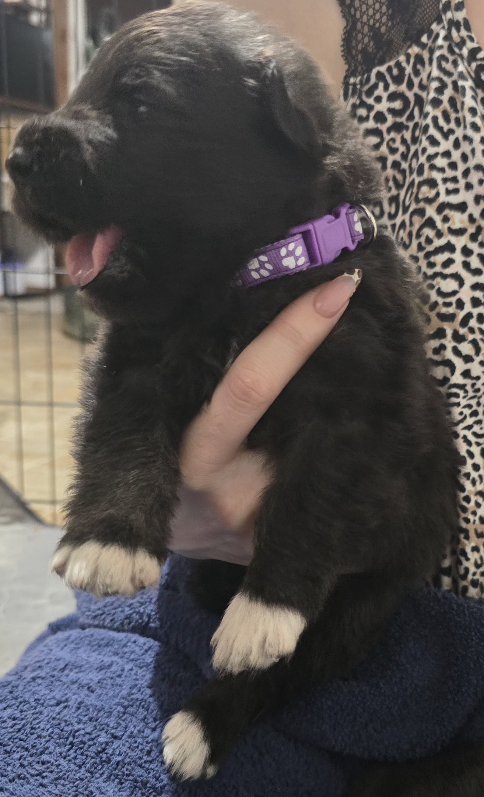 Purple Yawn