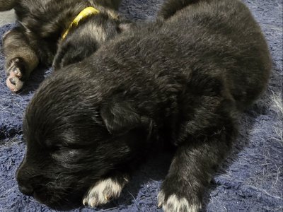 Black Collar Moera Pup