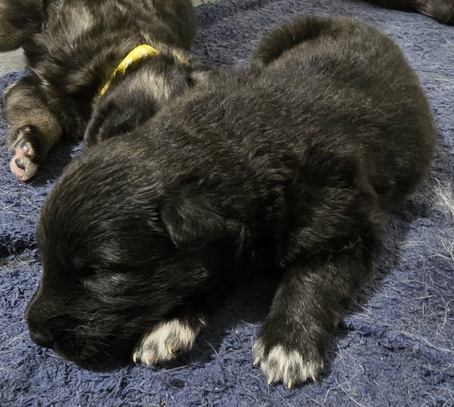 Black Collar Moera Pup