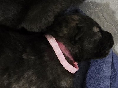 Silly Pink Moera Pup