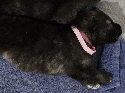 Silly Pink Moera Pup