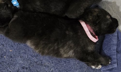 Silly Pink Moera Pup